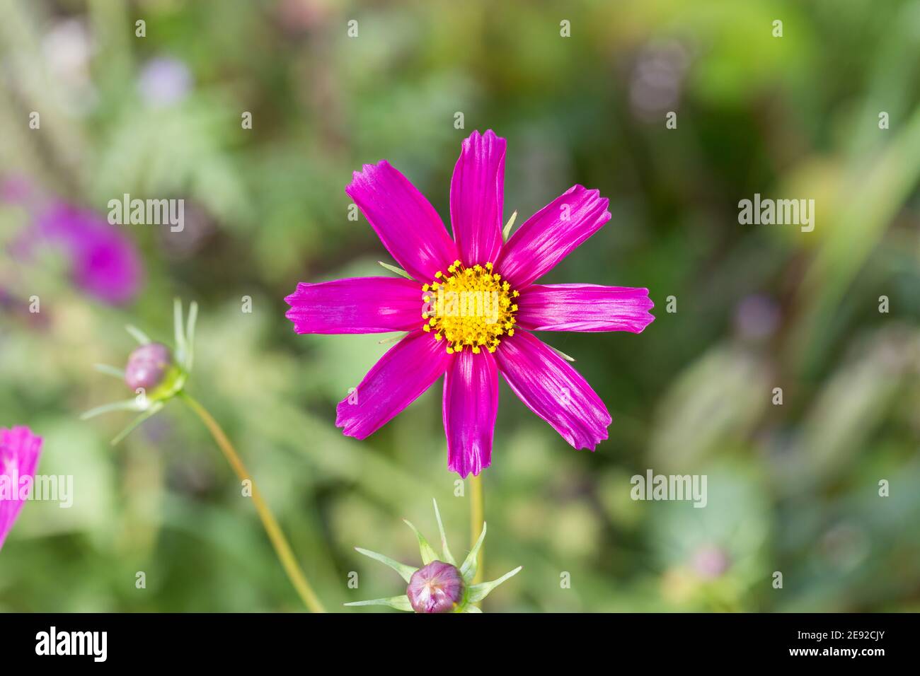 Primo piano di rosa Giardino Cosmos fiore. Bella fioritura con otto petali rosa. Foto Stock