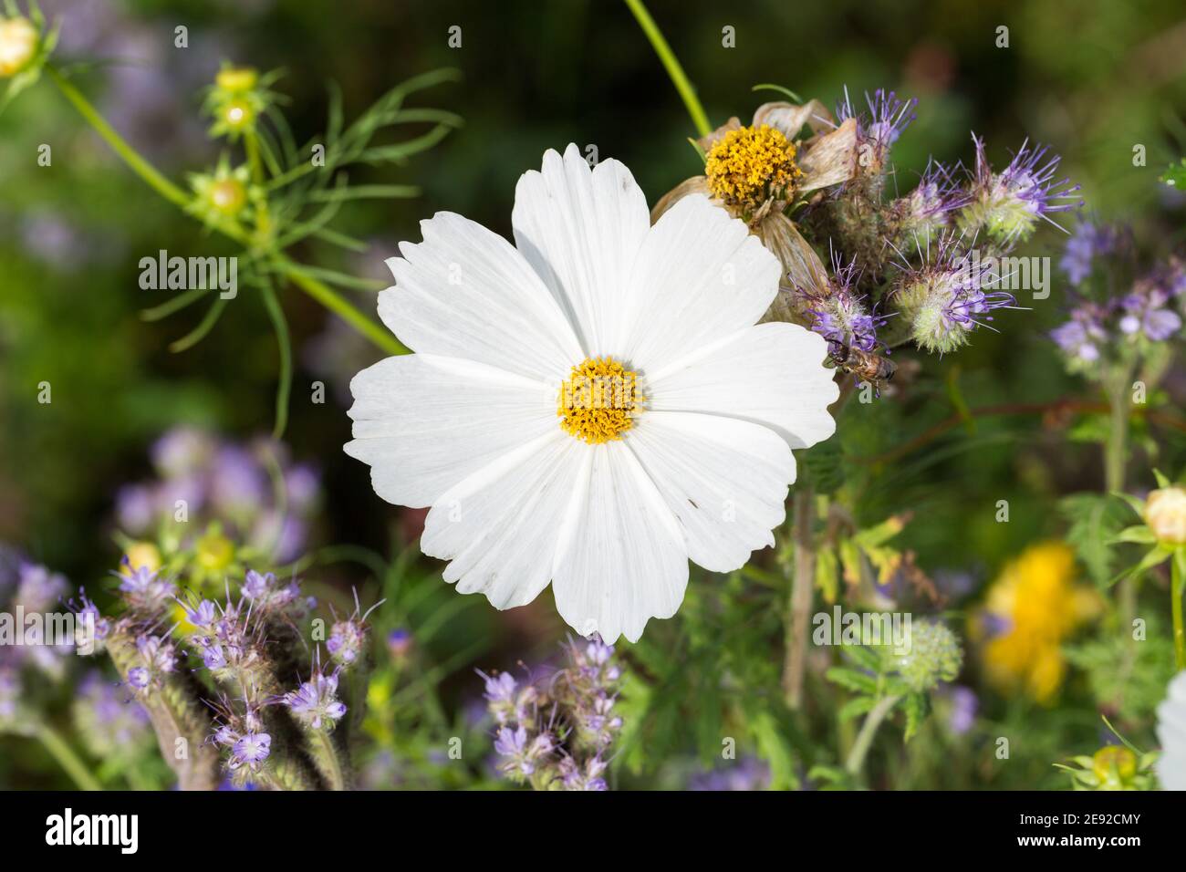 Primo piano di bianco Giardino Cosmos fiore. Bella fioritura con otto petali. Foto Stock