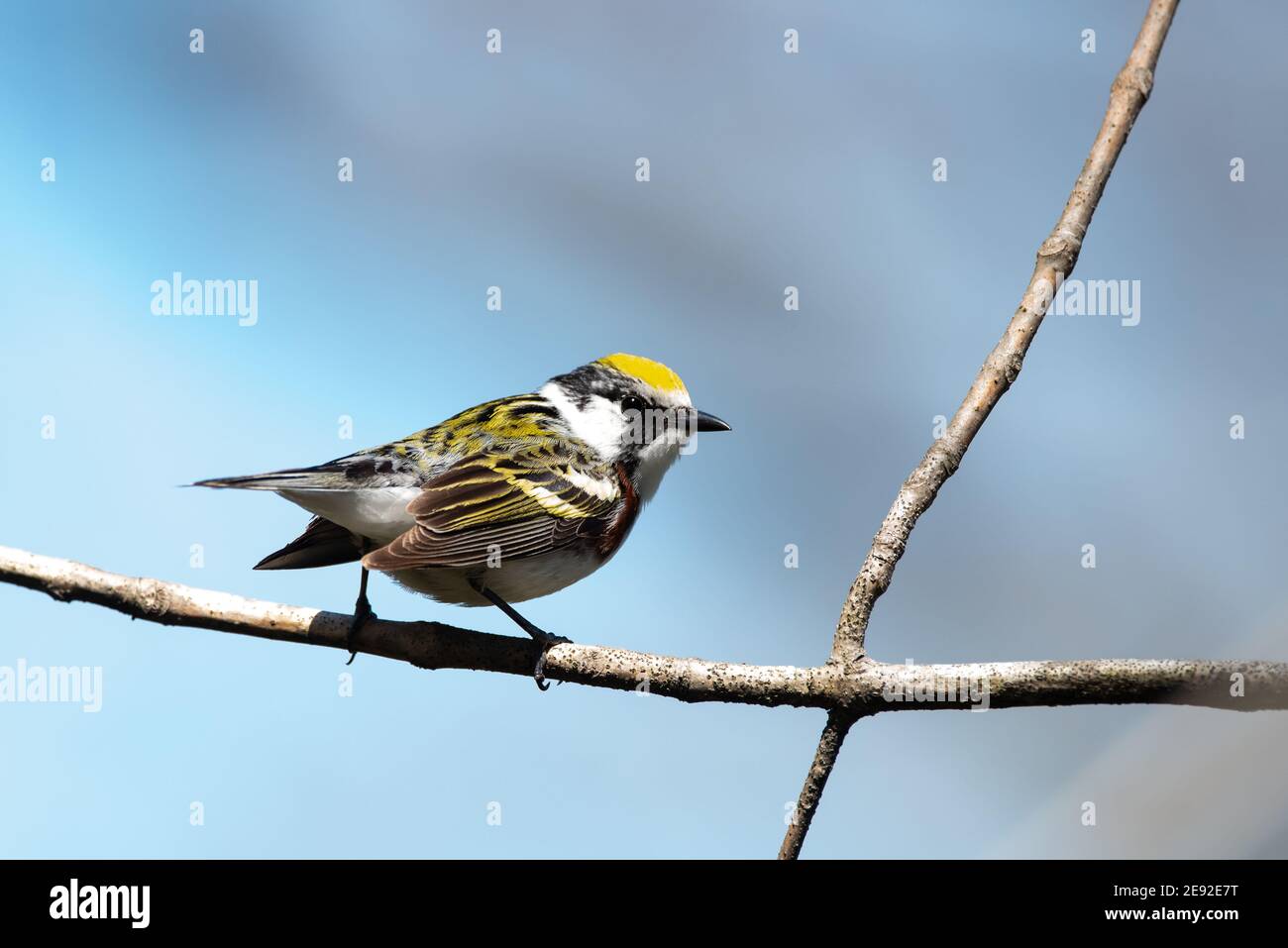 Un Warbler di lato castagno in cerca di cibo durante la migrazione primaverile in Wisconsin. Foto Stock Un Warbler di lato castagno in cerca di cibo durante la migrazione primaverile in Wisconsin. Foto Stock