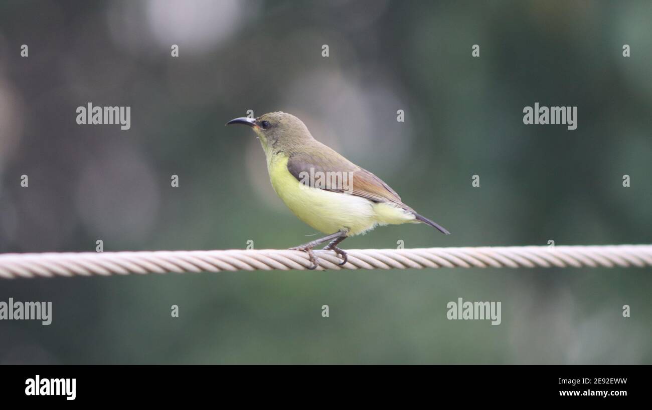 Sunbird appollaiato su un filo Foto Stock