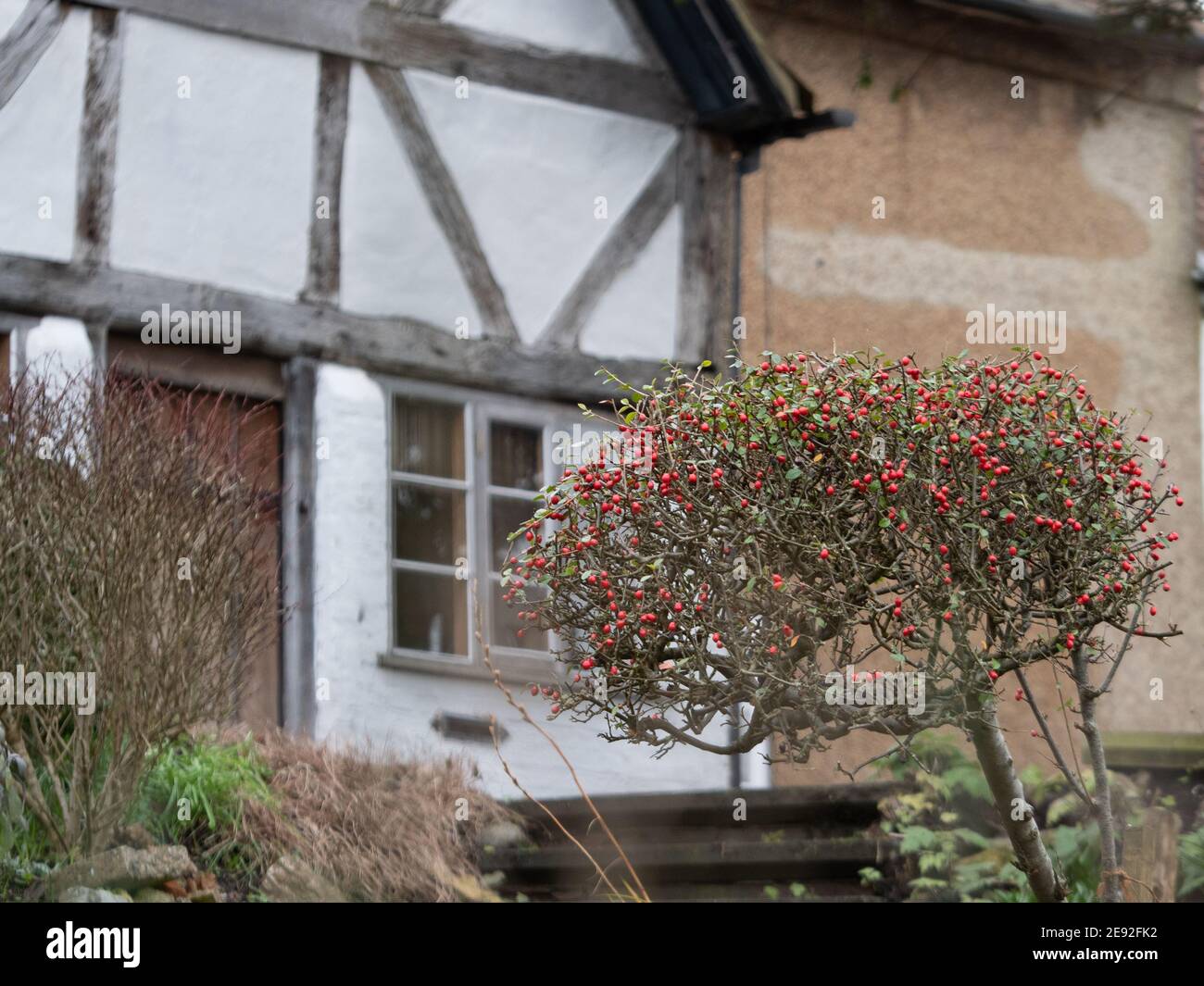 Un cespuglio pieno di bacche nel giardino anteriore di un 16 ° secolo di grado 2 cottage elencati a Westbury Leigh, Wiltshire, Inghilterra, Regno Unito. Foto Stock