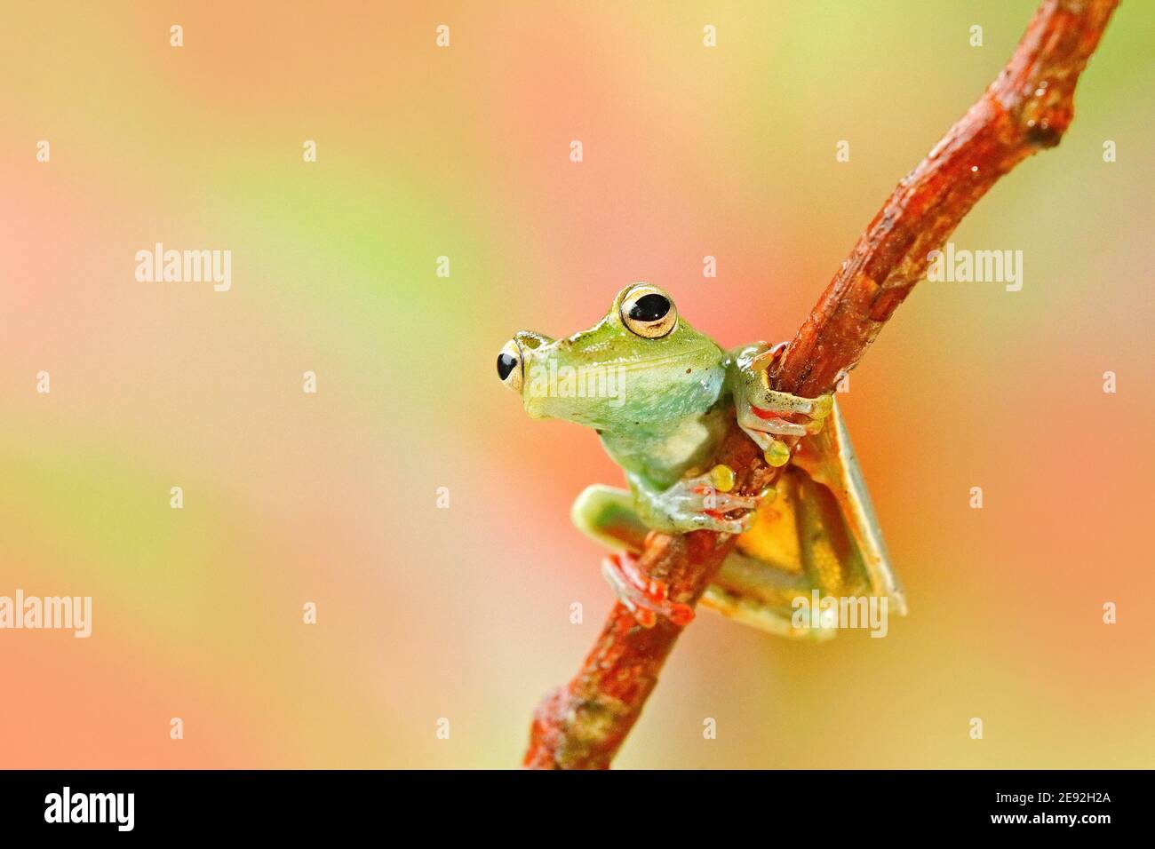 Fauna selvatica esotica. Natura tropicale nella foresta. Rana di ulivo, Scinax elaeochroa, seduta su grande foglia verde. Rana con occhio grande. Comportamento notturno in Costa Foto Stock