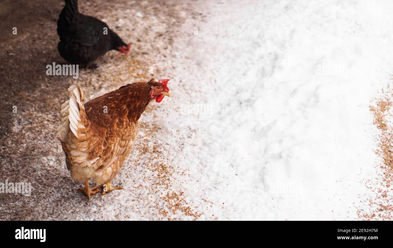 Gallina nel cortile in una giornata invernale. Il pollo pecca il grano dalla neve Foto Stock