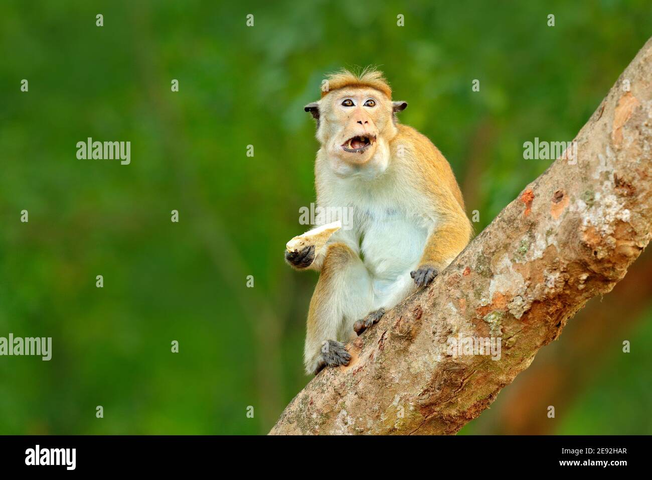 Macaca sinica, Toque macaque, scimmia con sole serale, seduta sul ramo dell'albero zhe. Macaco in habitat naturale, Wilpattu NP, Sri Lanka. Scena faunistica f Foto Stock
