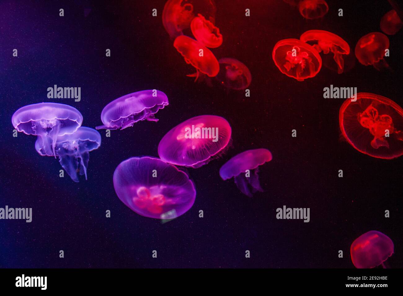L'acquario di meduse degli emirati Arabi uniti di dubai, con le palme "spazio perduto" mondo Foto Stock