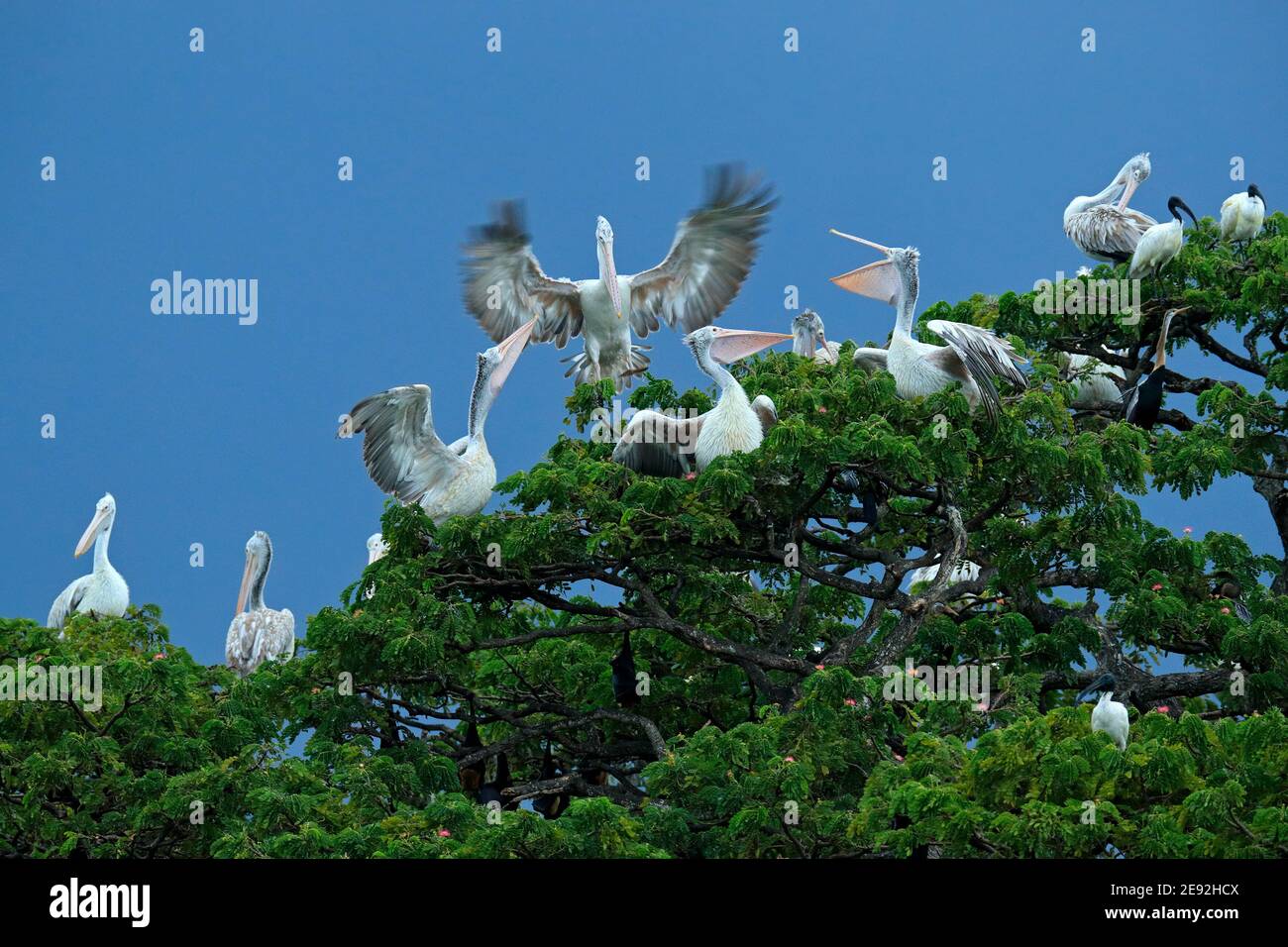 Pellicani macchiati, colonia di elecanus filippensis dallo Sri Lanka. Gregge di grandi uccelli sull'albero verde con cielo blu scuro sullo sfondo. Foto Stock