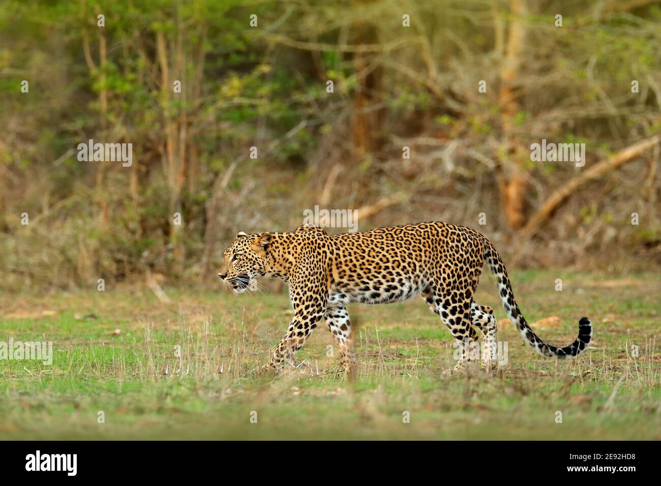 leopardo dello Sri Lanka, Panthera pardus kotiya. Grande gatto selvatico macchiato nell'habitat naturale, parco nazionale di Yala, Sri Lanka. Vedova scena da natu Foto Stock