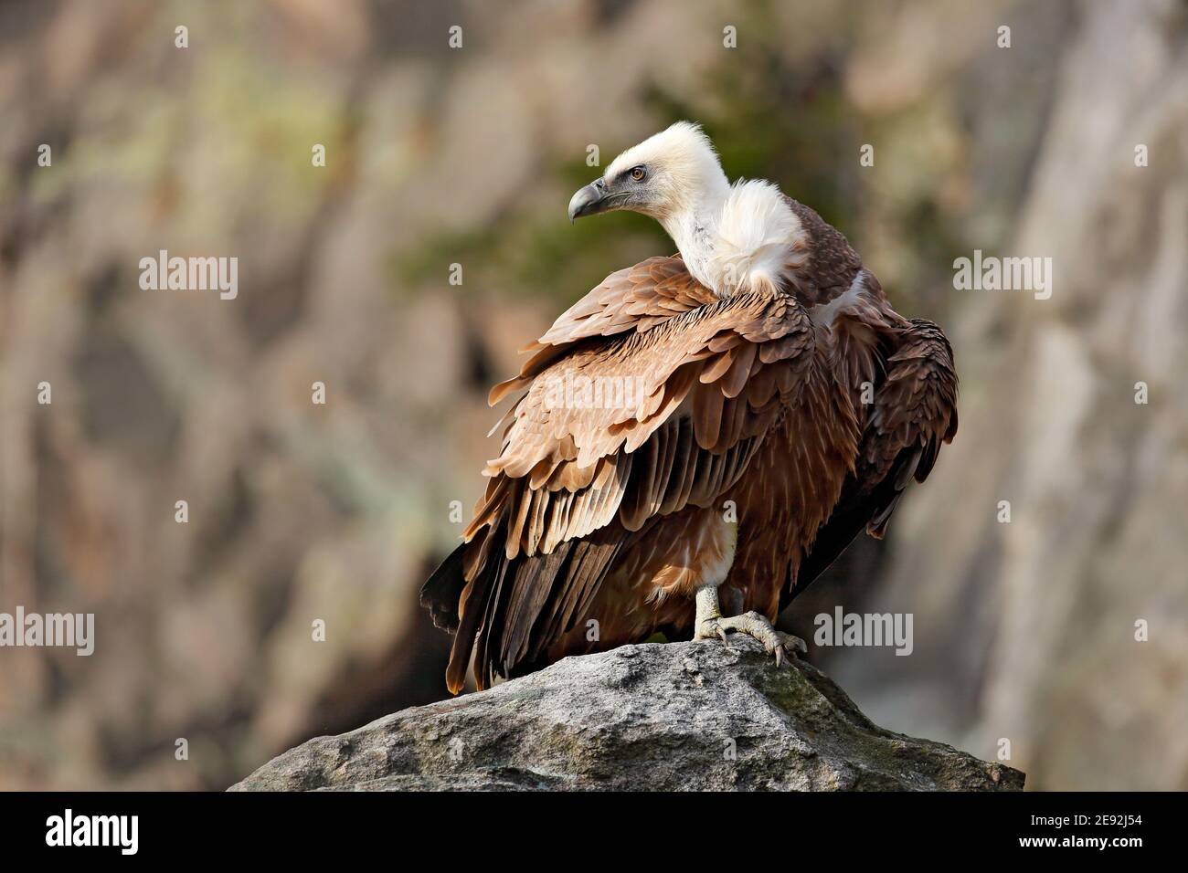 Uccello Eurasian Griffon Vulture, Gyps fulvus, seduto sulla pietra, montagna di roccia sullo sfondo, Spagna. Foto Stock