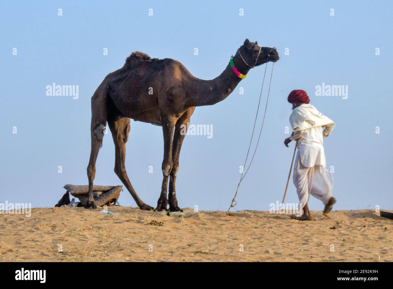 mattina a pushkar cammello fiera rajasthan india Foto Stock