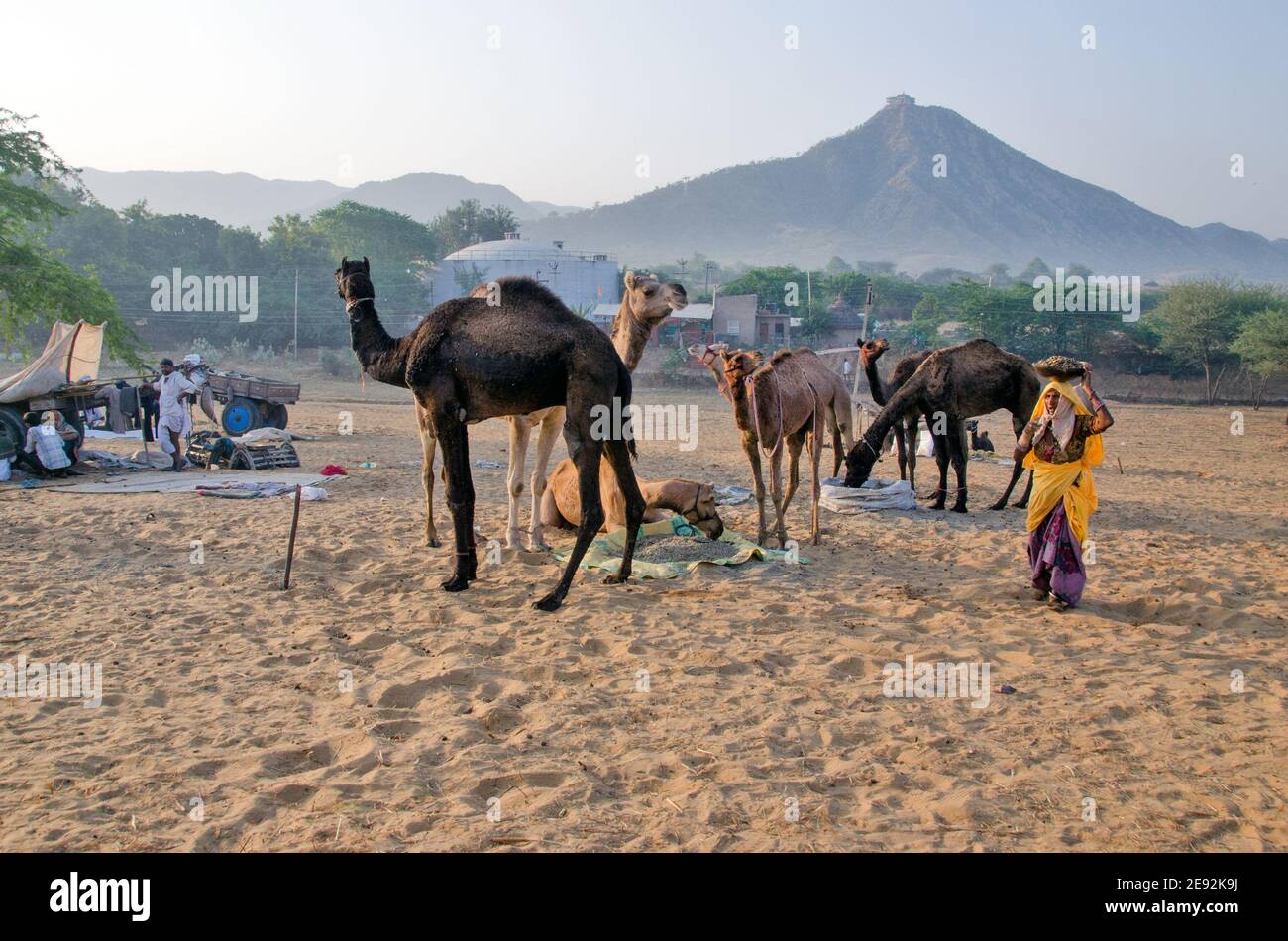 mattina a pushkar mela terra rajasthan india Foto Stock