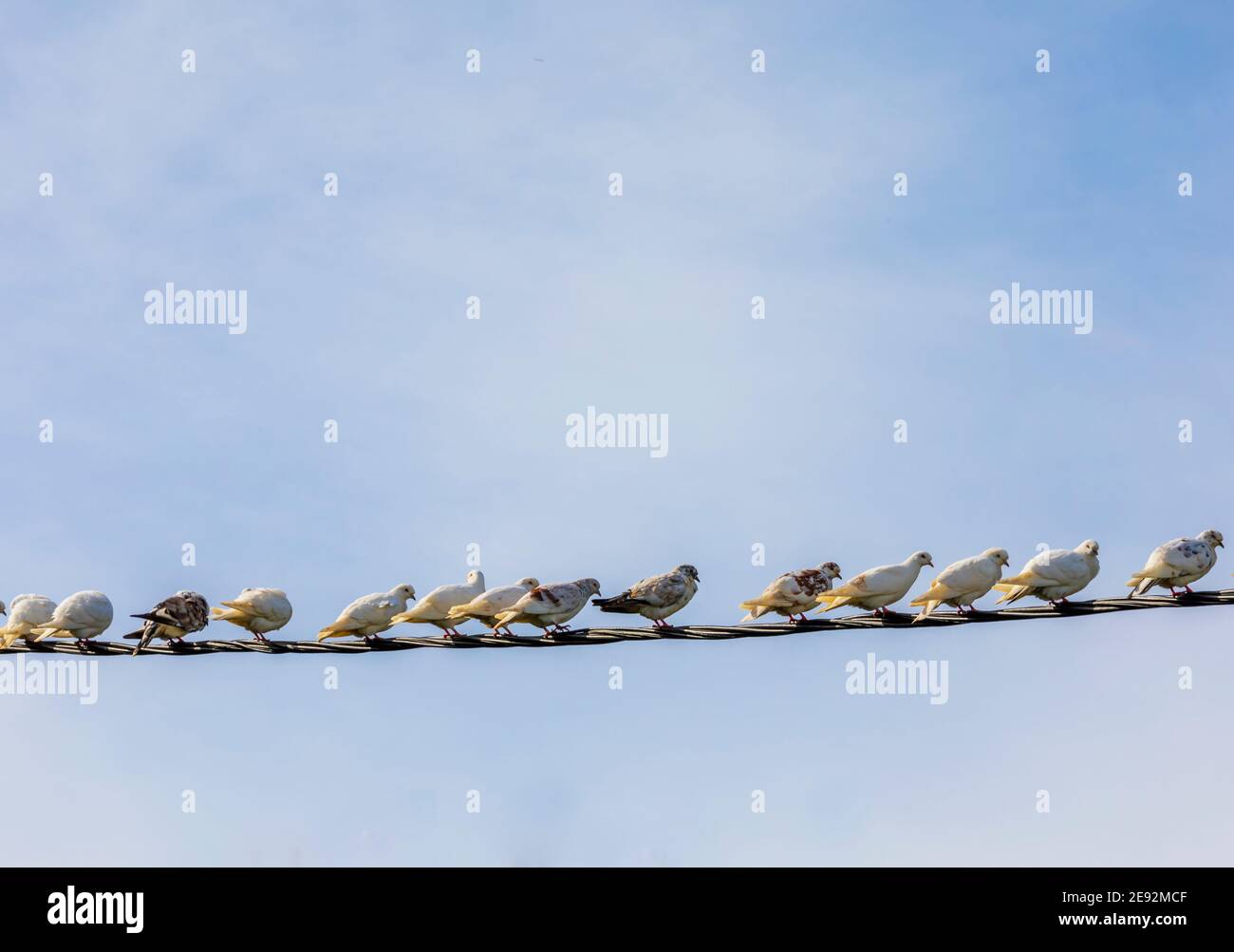 Uccelli su un filo. Copia spazio. Gregge di piccioni su un filo elettrico che poggia. Cielo sullo sfondo. Immagine stock. Foto Stock