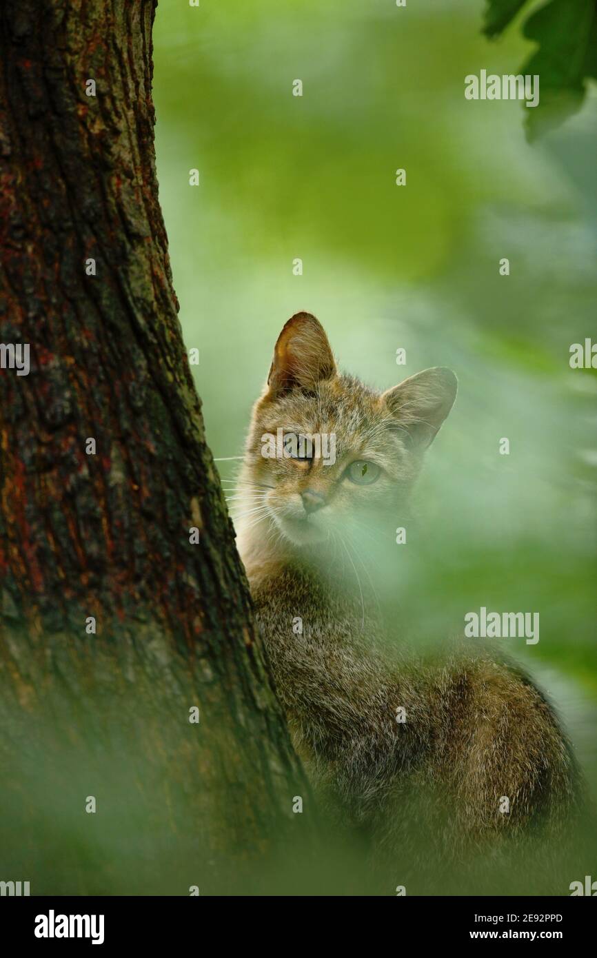 Gatto selvatico, Felis silvestris, animale nell'habitat naturale della foresta di alberi, hiden nelle foglie verdi, Europa centrale. Foto Stock