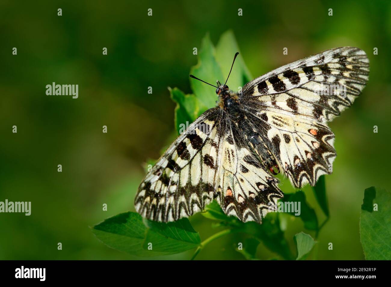 Butterfly Southern Festoon, Zerynthia polyxena, succhiando nettare da fiore viola scuro iris. Foto Stock