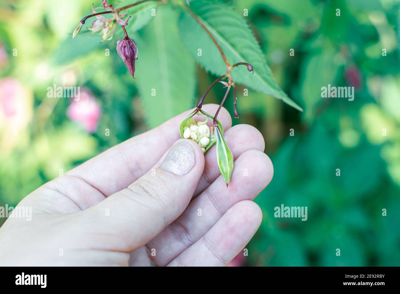 Semi di balsamo dell'Himalaya in mano primo piano foto. Poliziotto casco pianta, Bobby Tops, invasive specie di piante asiatiche Foto Stock