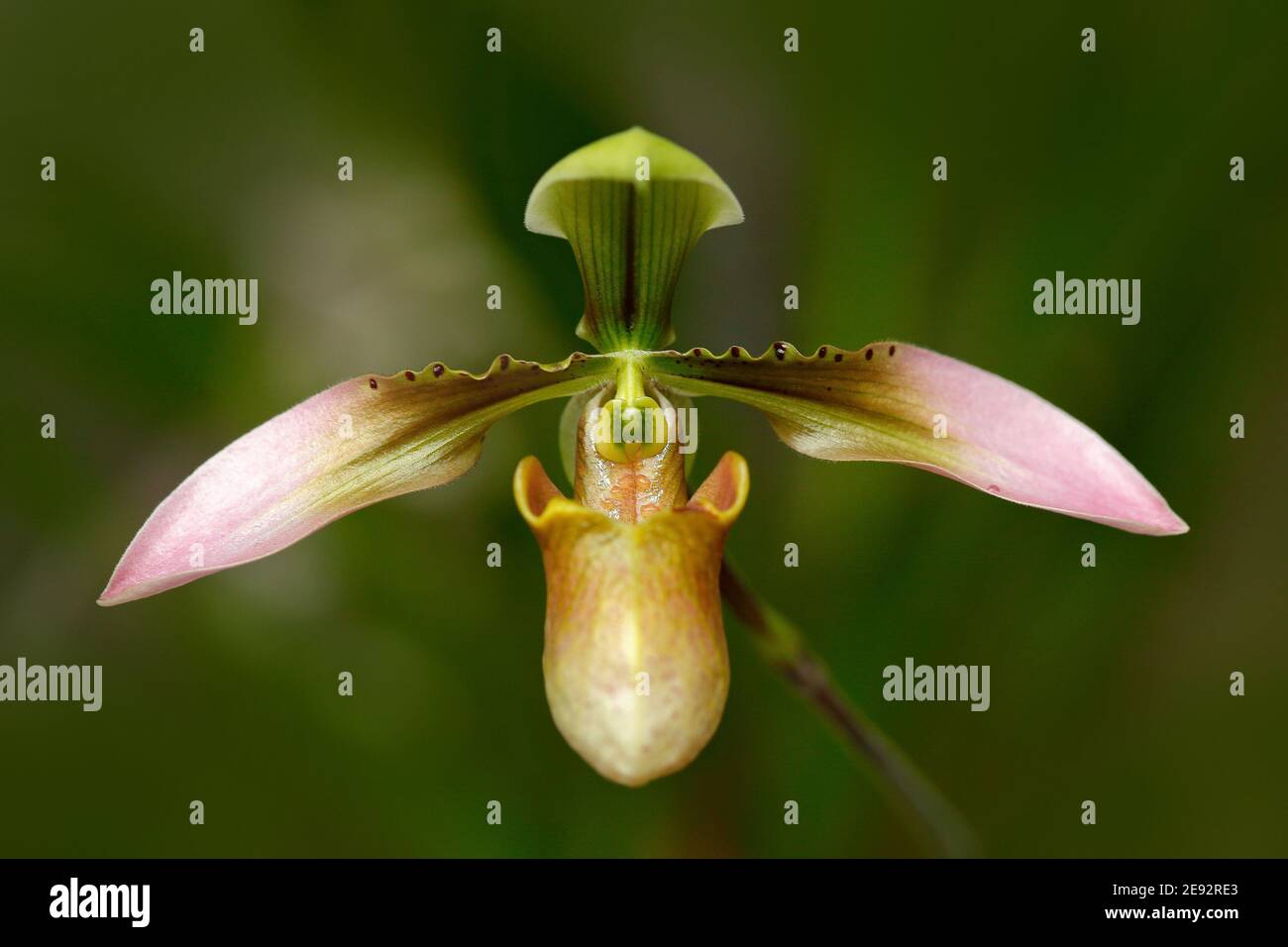Orchidee selvatiche paphiopedilum wenshanense, Yunnan Cina, arbusti pendii erbosi. Fiori d'arancio in habitat naturale. Fiore selvatico del Sud America. Natura ho Foto Stock