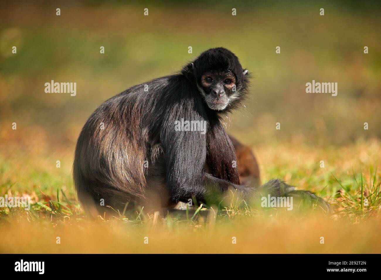 Fauna selvatica verde della Costa Rica. Scimmia di Spider con la mano nera che siede sul prato nella foresta tropicale scura. Animale nell'habitat naturale, in erba Foto Stock