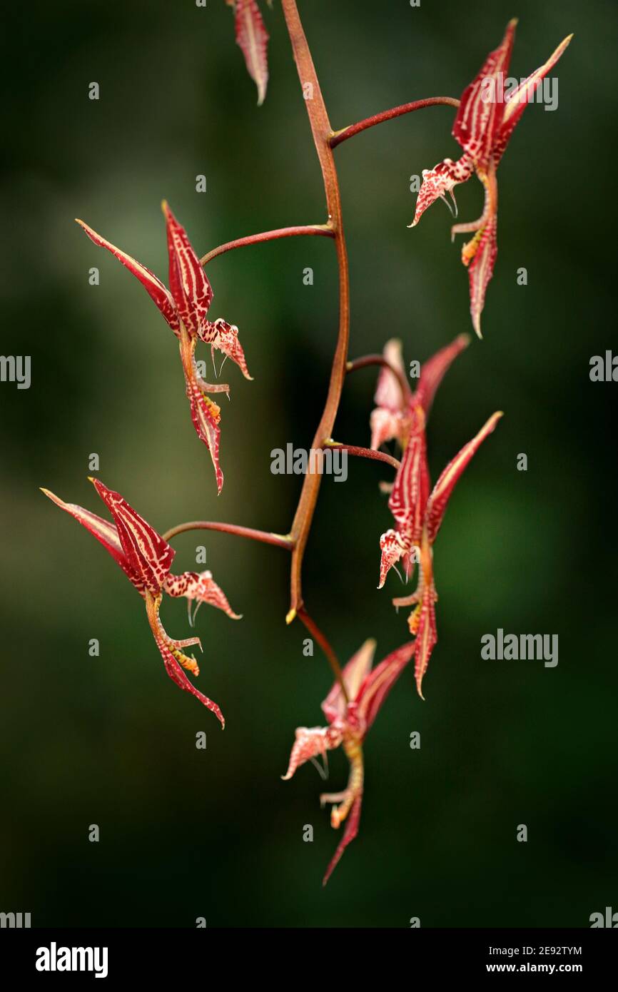 Orchidea selvatica Gongora leucochela Panama, Guatemala, Costa Rica. Fiori d'arancio in habitat naturale. Splendida fioritura di orchidee, dettaglio da primo piano. Foto Stock