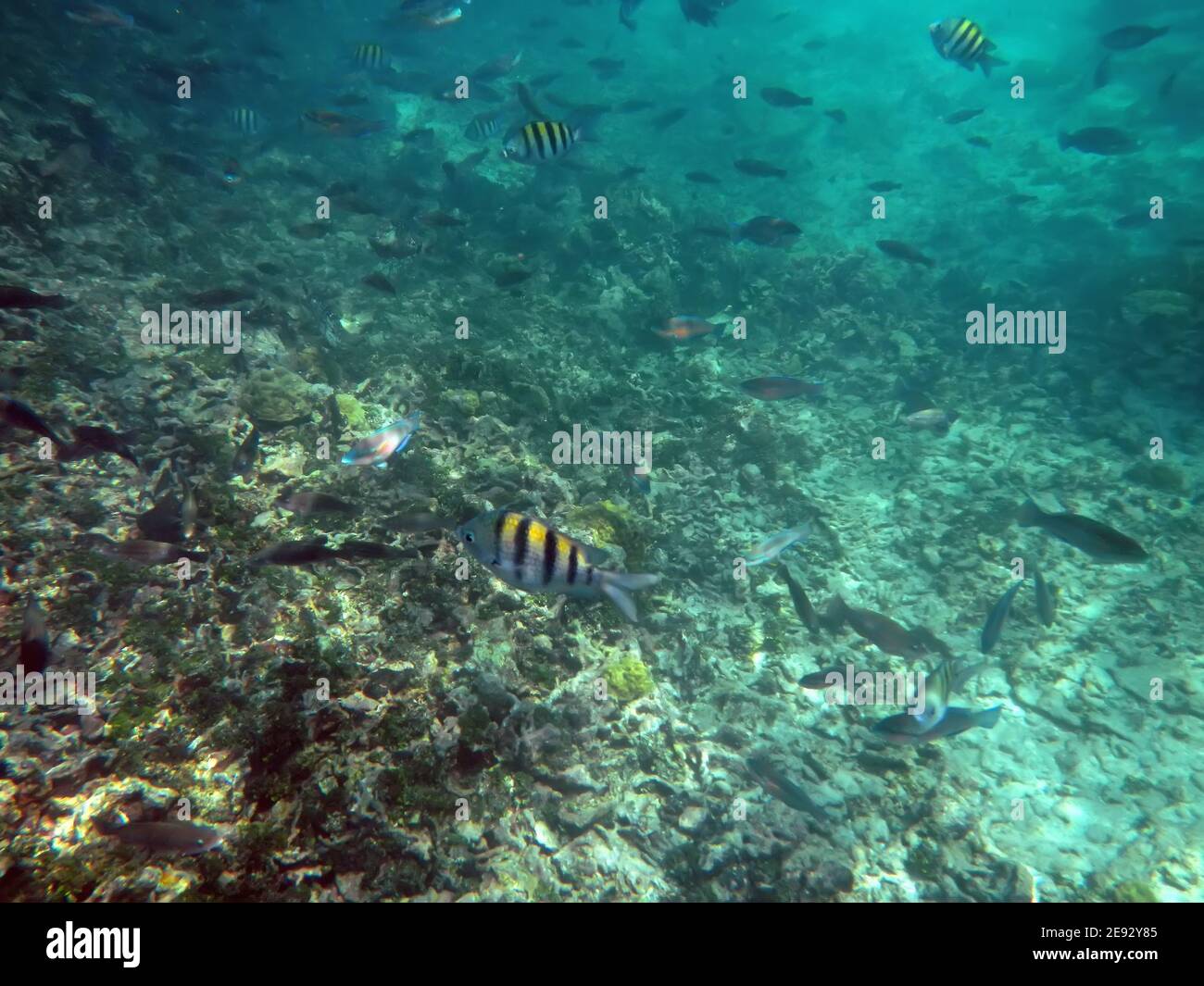 Snorkeling nella riserva naturale di Rosario, Mar dei Caraibi, Colombia Foto Stock