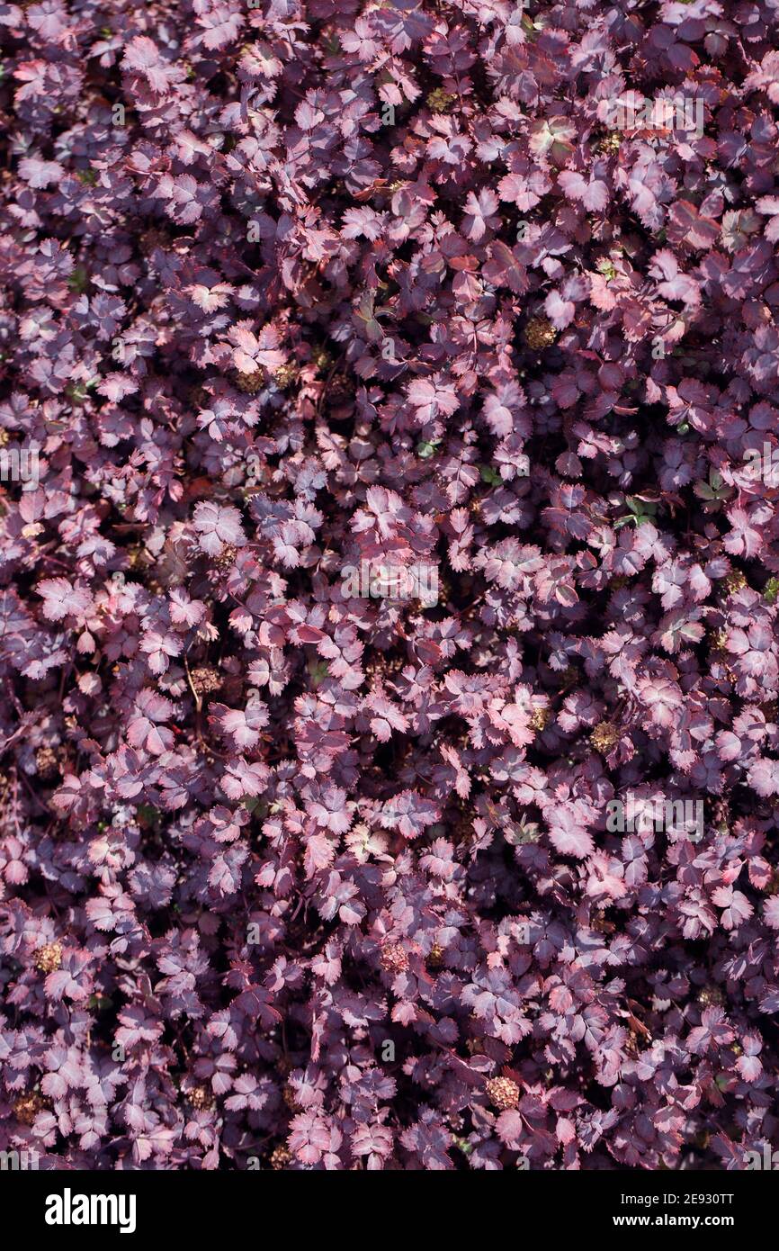 Acaena Inermis Purpurea. Foto Stock