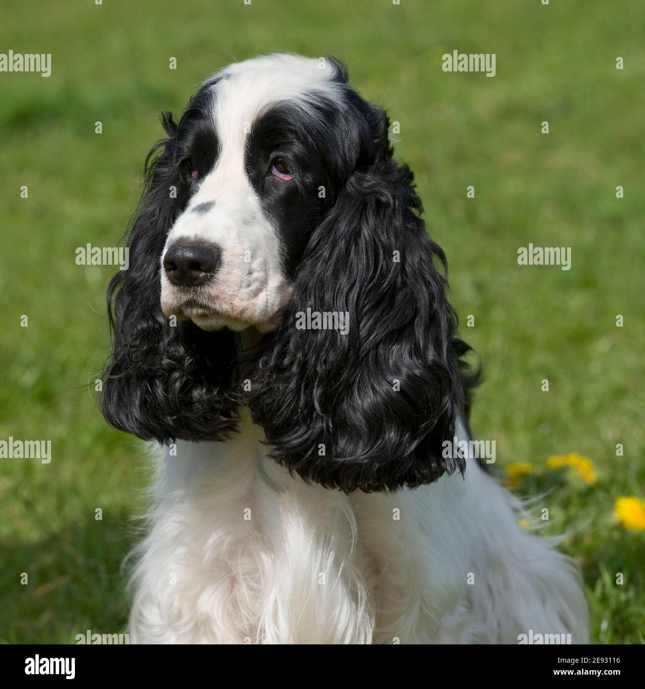 English Cocker Spaniel cane Foto Stock