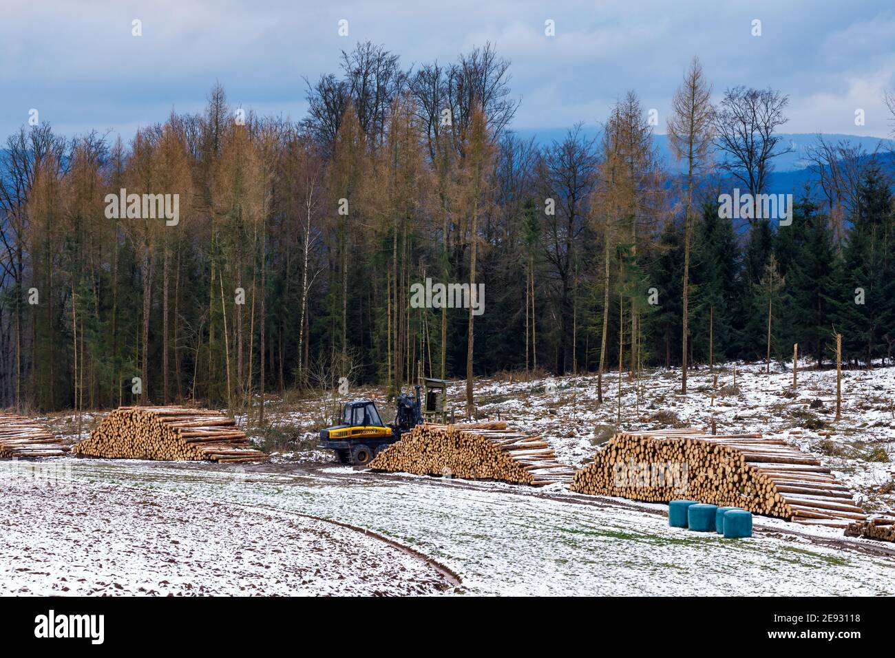 Timberjack sta tagliando la foresta a Herleshausen in Germania, 30. Gennaio 2021 Foto Stock