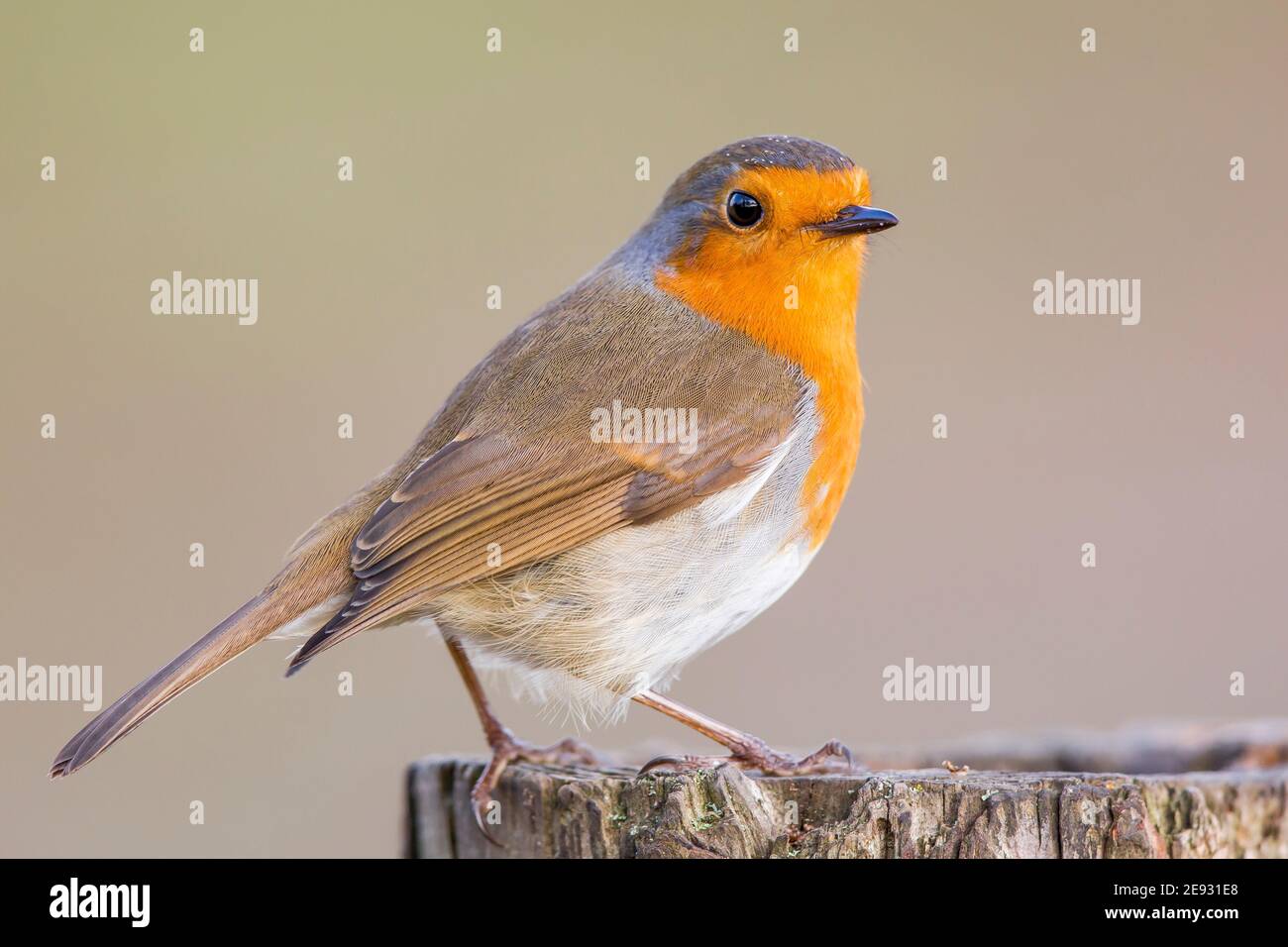 Vista laterale di un uccello robinoso britannico (Erithacus rubbecula) con testa rivolta verso la parte anteriore, isolato all'aperto in piedi allerta su un tronco. Foto Stock