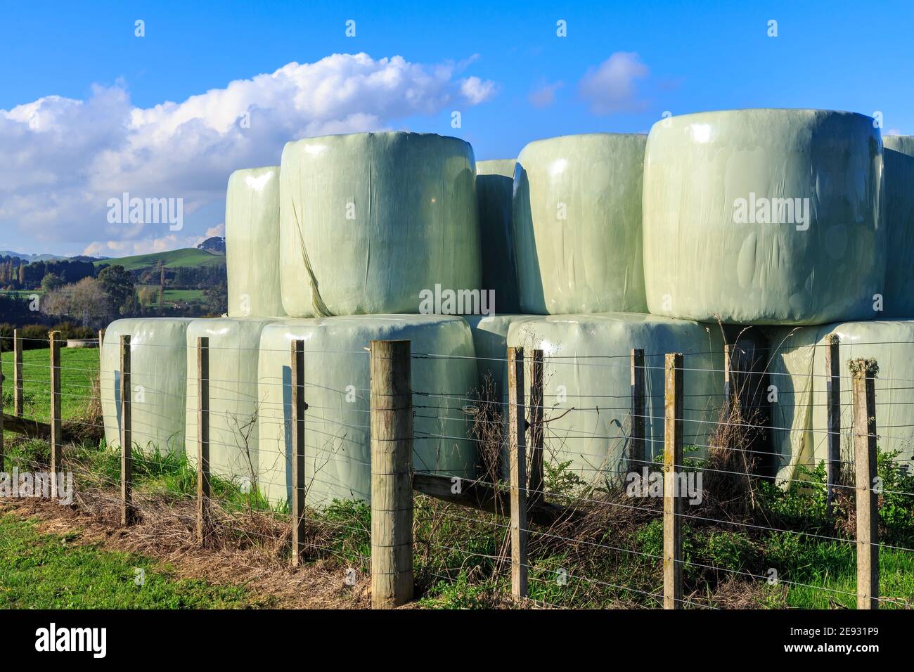 Balle rotonde di fieno avvolte in plastica in una fattoria. Fotografato nella regione di Waikato, Nuova Zelanda Foto Stock