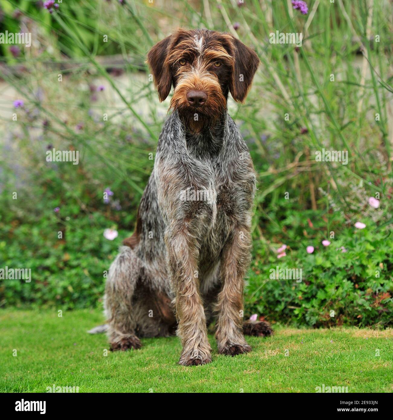 german wirehaired terrier