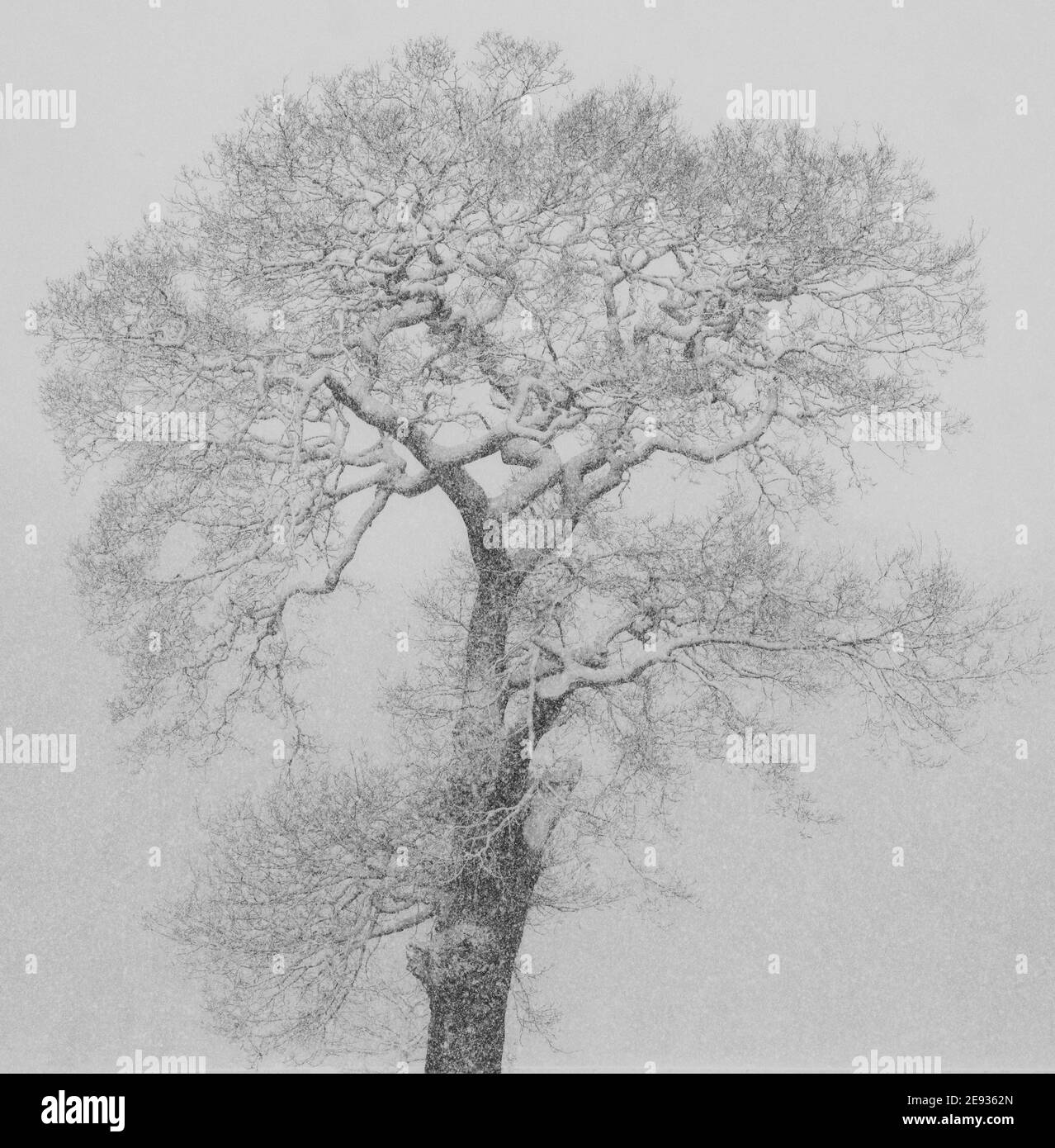 Una tempesta di neve a Wollaton Park, Nottingham Nottinghamshire Inghilterra Regno Unito Foto Stock