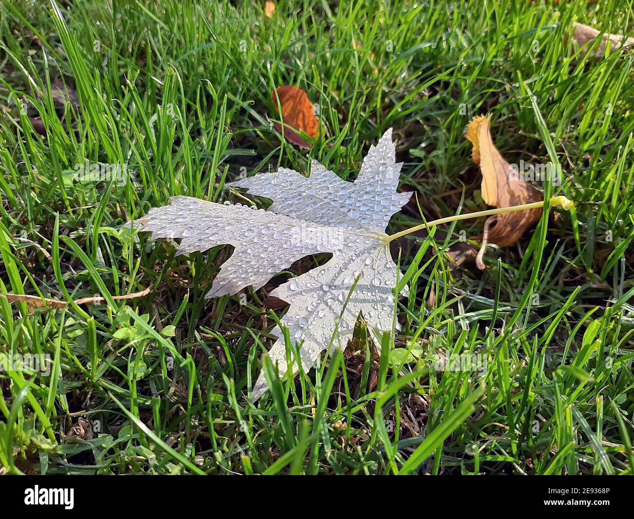 Foglia con gocce di pioggia. Foglia in un prato. Foglia d'autunno. Foto Stock