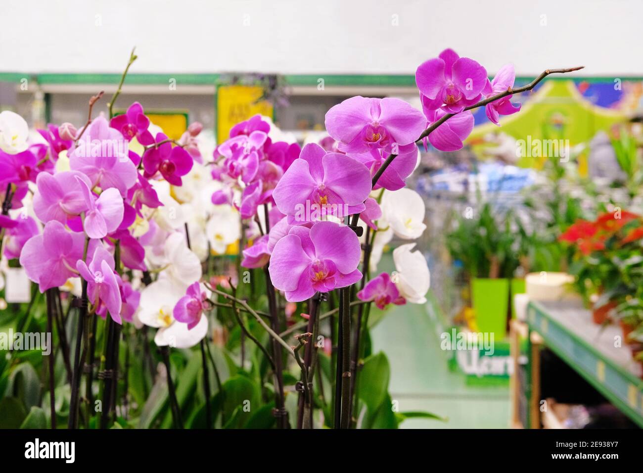 Orchidee viola e bianche e altre piante da casa in piccoli vasi in negozio di giardino. Varie orchidee vendute in negozio. Foto Stock