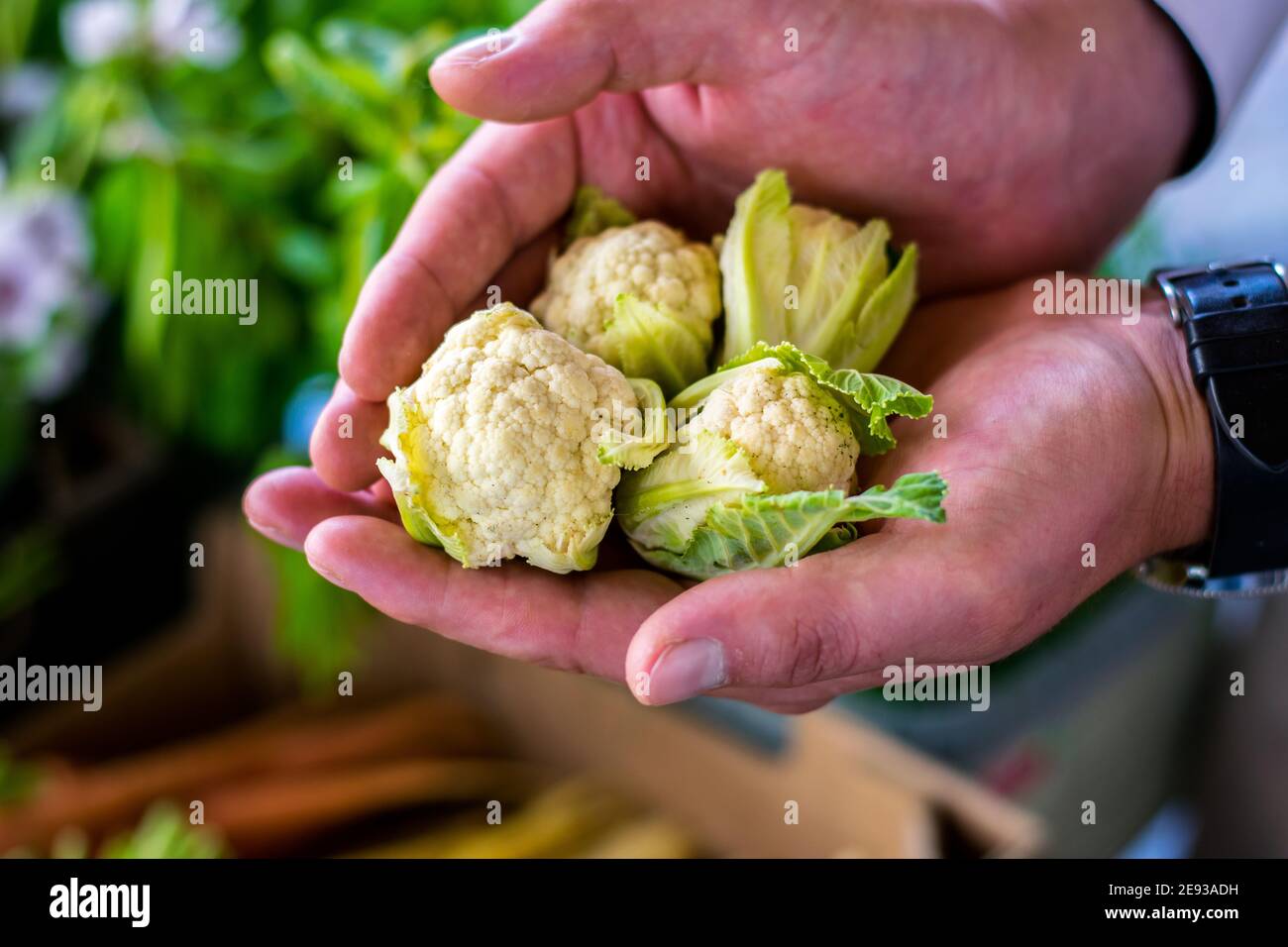 Uno chef che tiene diversi piccoli cavolfiori da preparare piatto Foto Stock