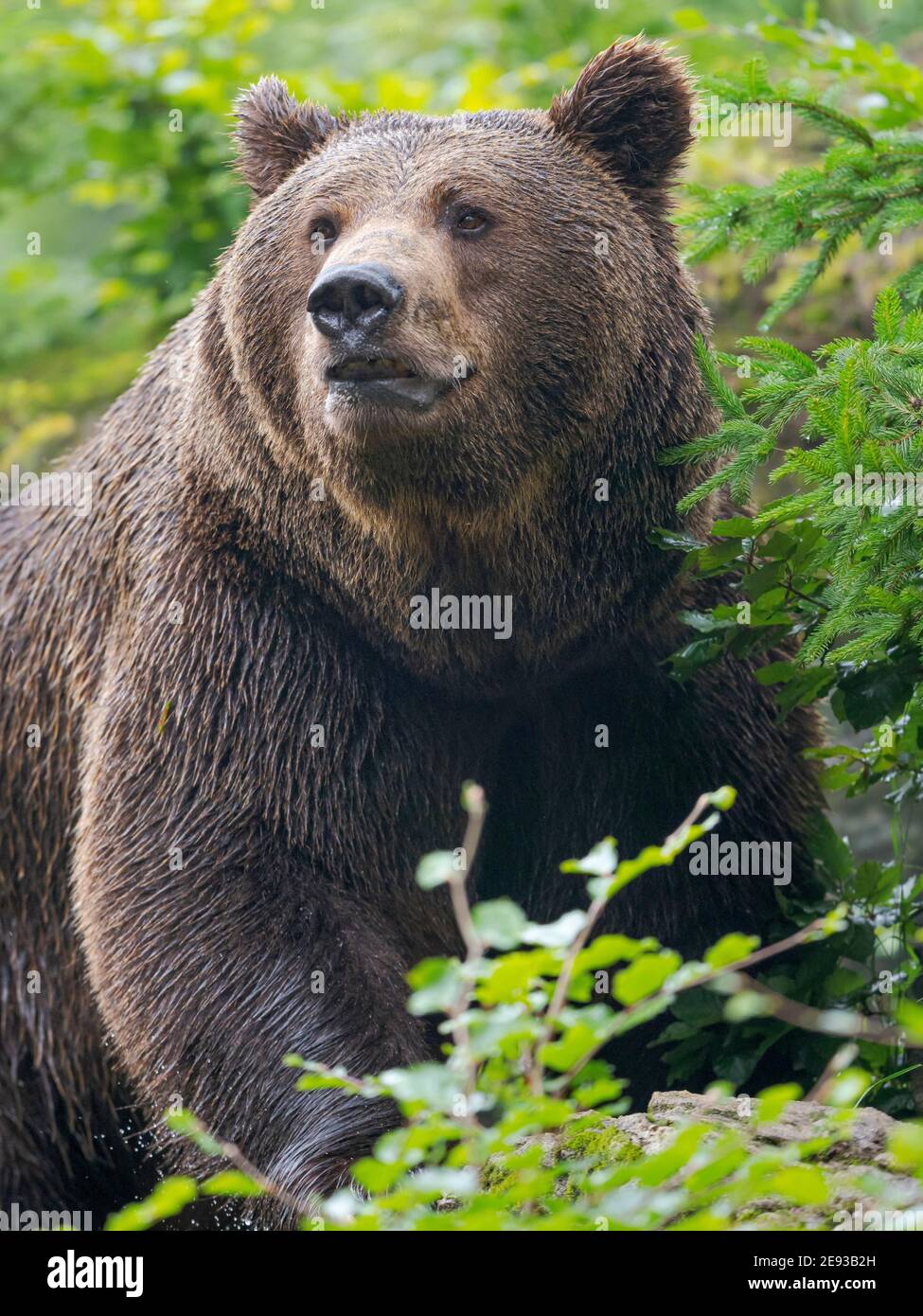 Orso bruno eurasiatico (Ursus arctos arctos) Parco Nazionale Foresta Bavarese, recinzione, Germania Foto Stock