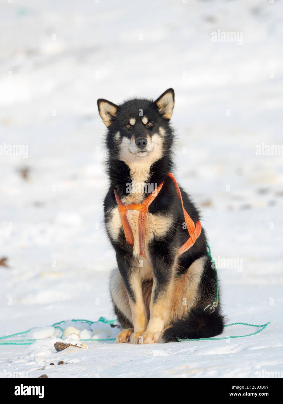 Cane da slitta nel nord-ovest della Groenlandia durante l'inverno. Kullorsuaq, un tradizionale insediamento inuit verdano nella Baia di Melville. America, America del Nord Foto Stock