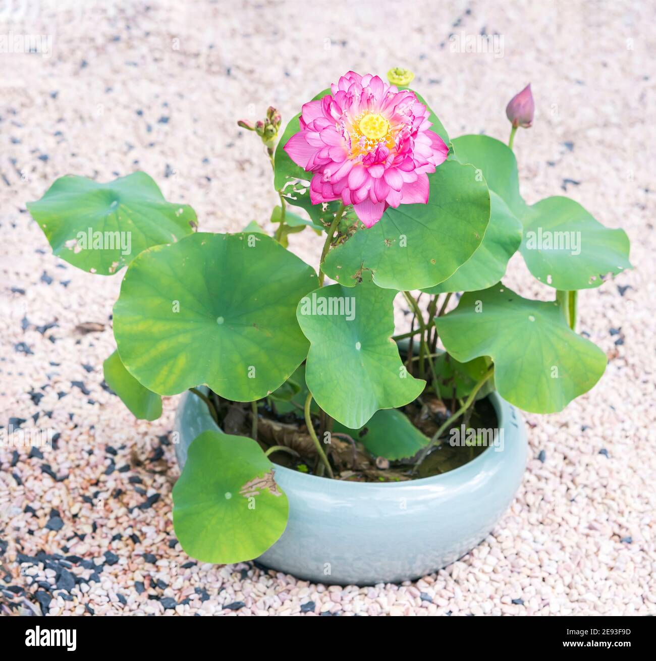 Blooming fiore di loto Foto Stock