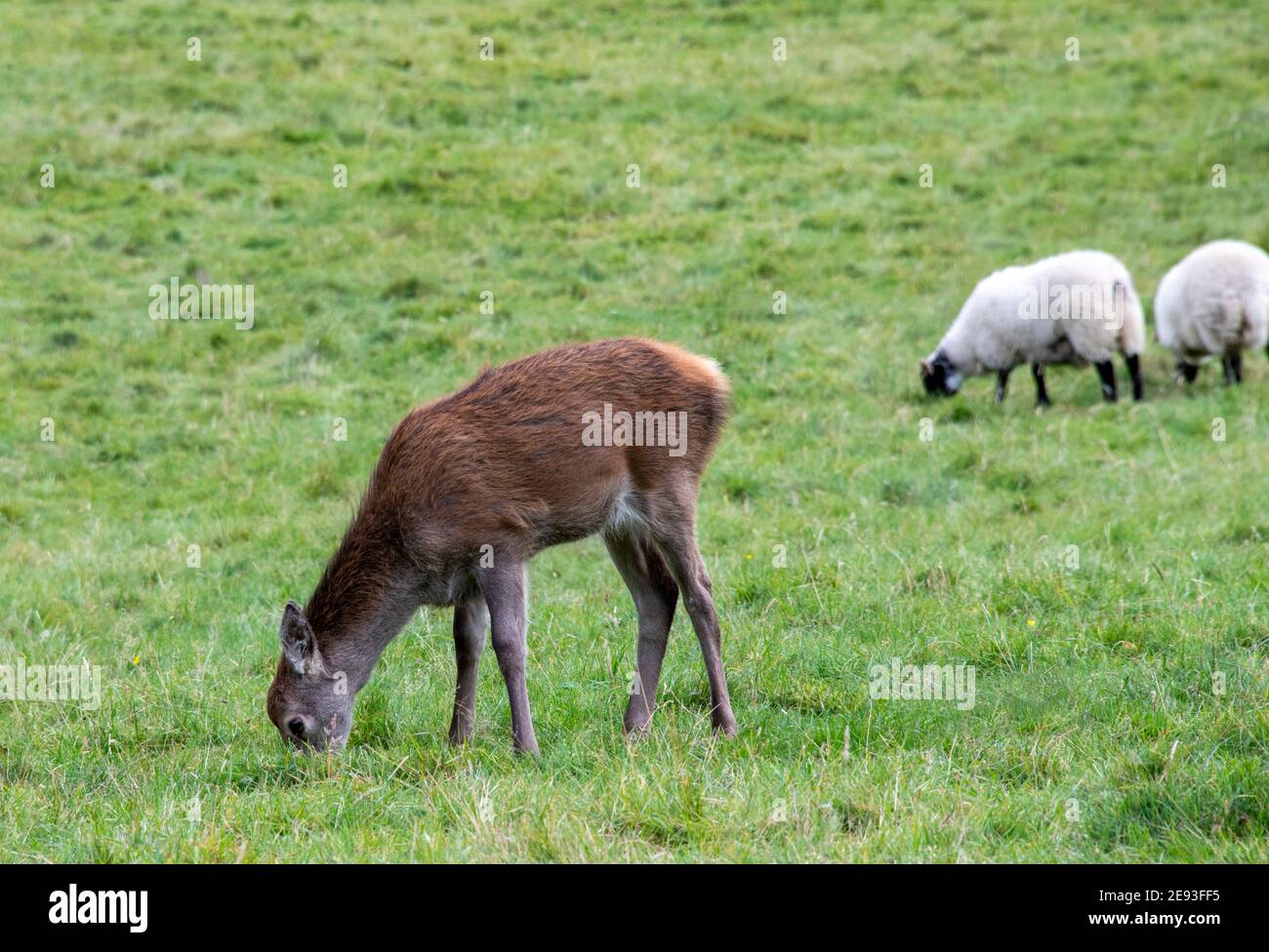 Red Deer Fawn pascolo erba in campo di pecore, Scozia Foto Stock
