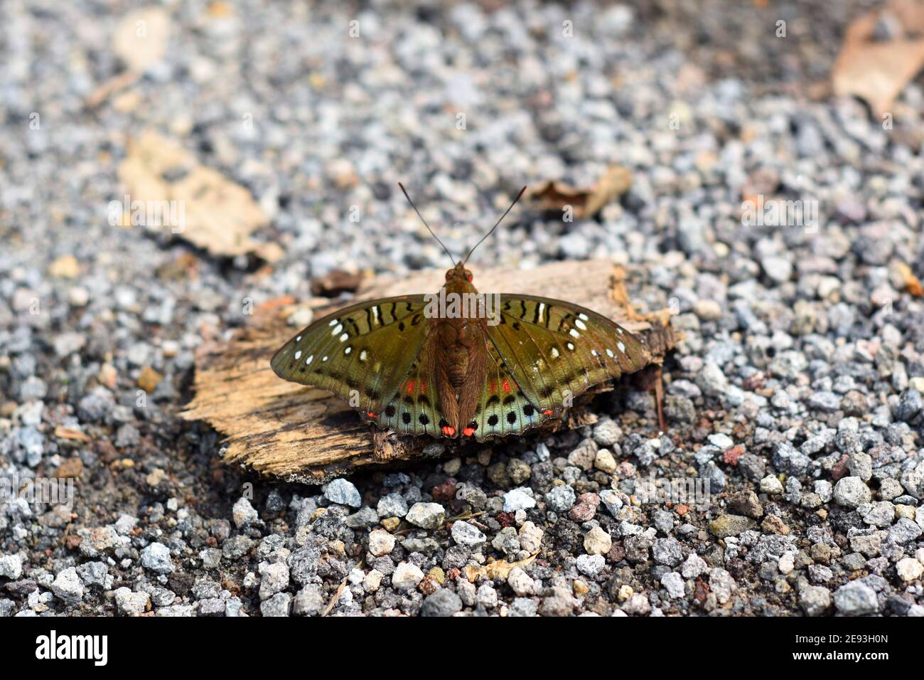 Farfalla verde barone Foto Stock
