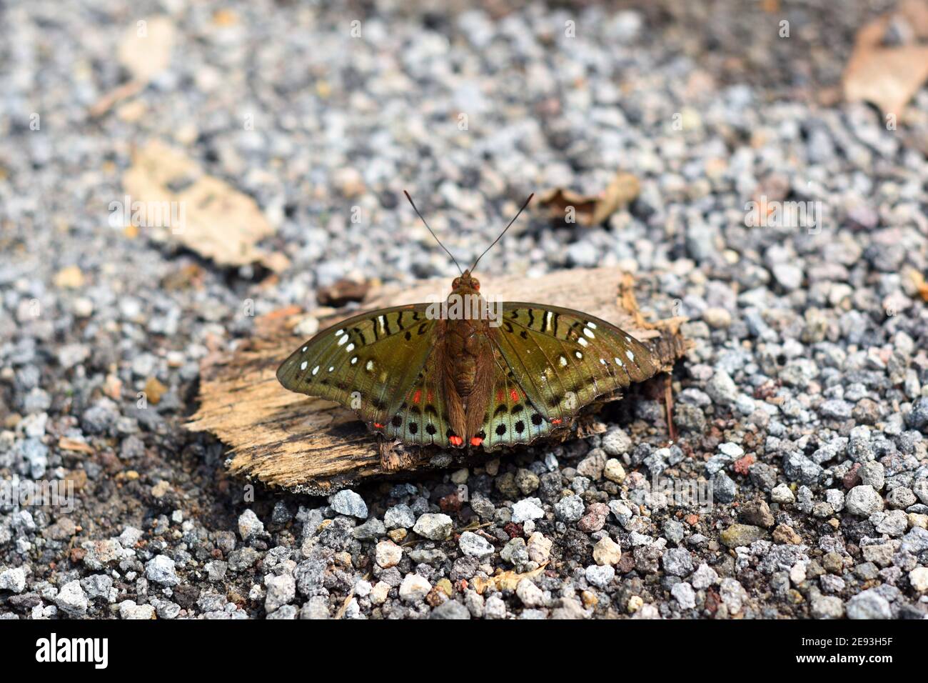 Farfalla verde barone Foto Stock