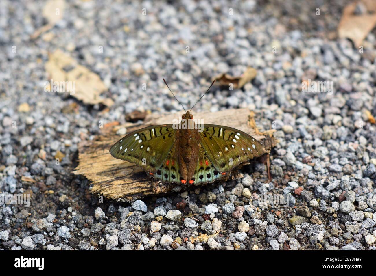 Farfalla verde barone Foto Stock