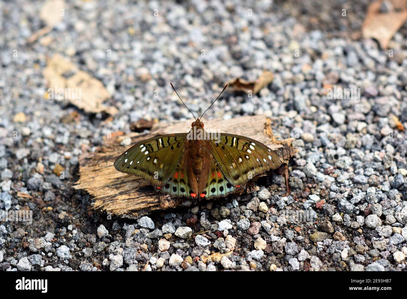 Farfalla verde barone Foto Stock