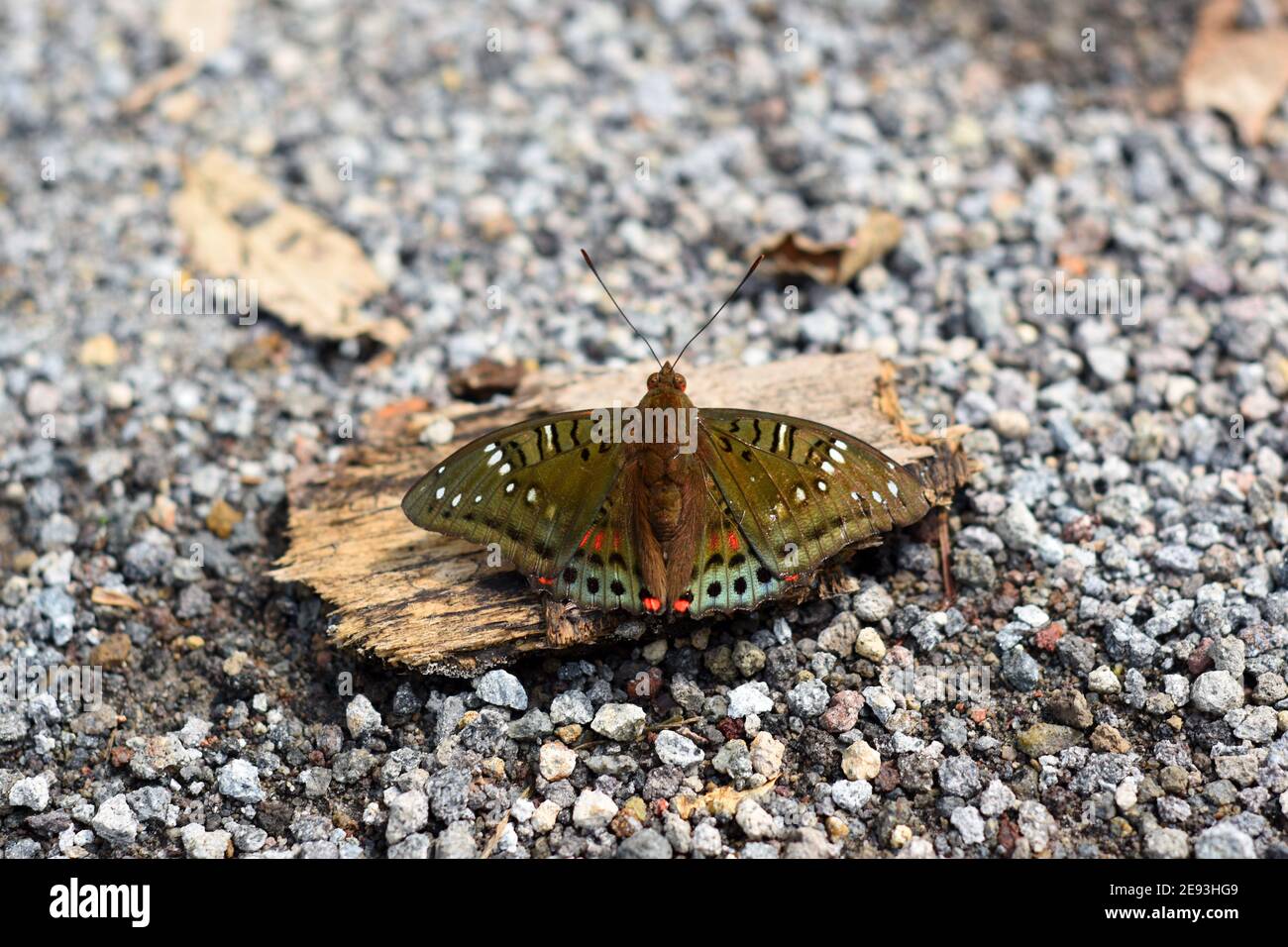 Farfalla verde barone Foto Stock