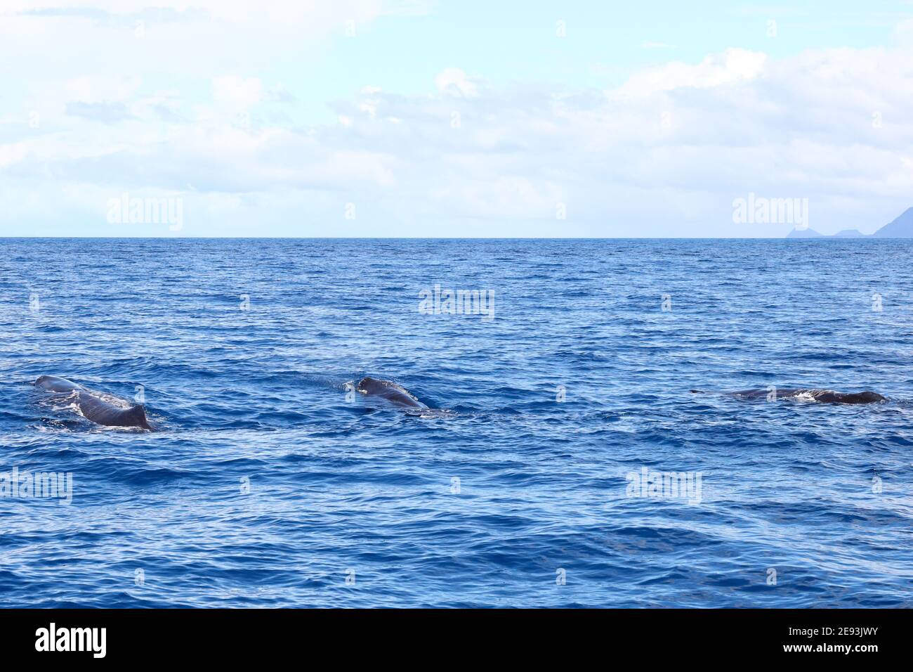 Tre balene spermatiche nuotare in mare aperto al largo di Dominica Foto Stock