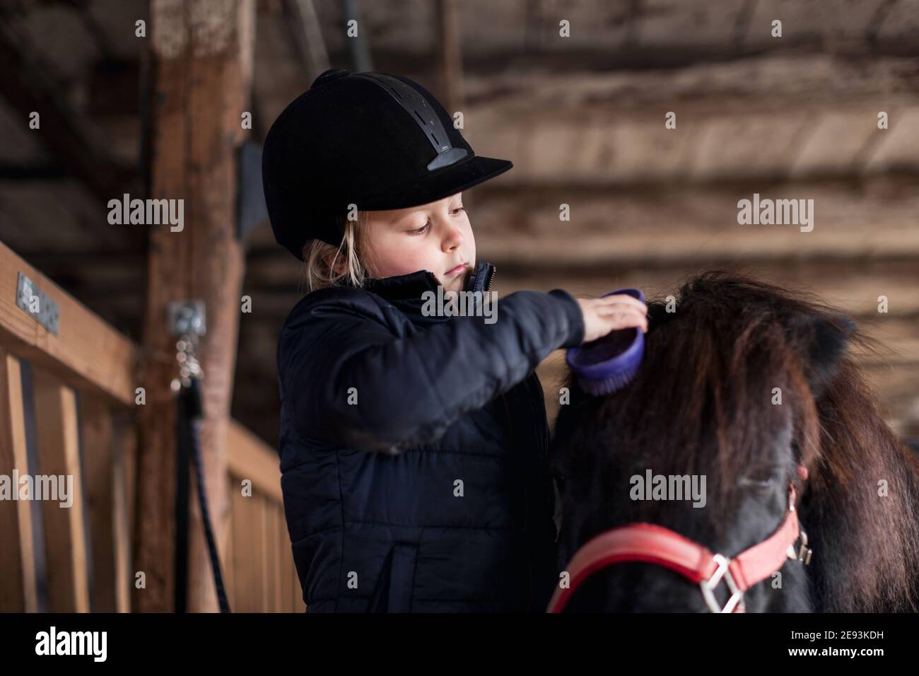 Ragazza spazzolando cavallo in stalla Foto Stock