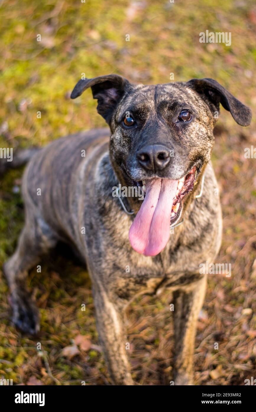 Pitbull in una foresta durante il gioco primaverile Foto Stock