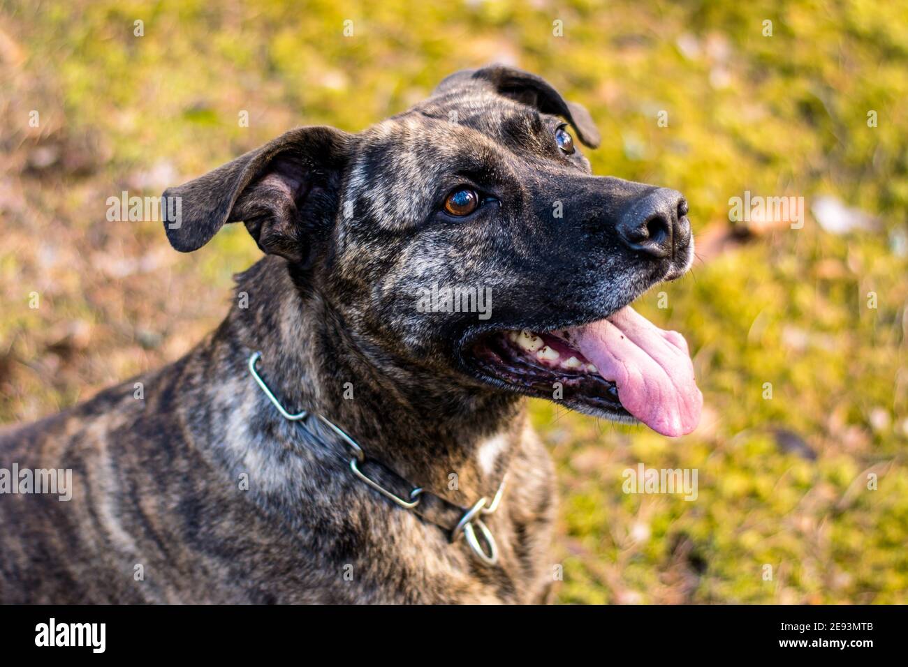 Pitbull in una foresta durante il gioco primaverile Foto Stock