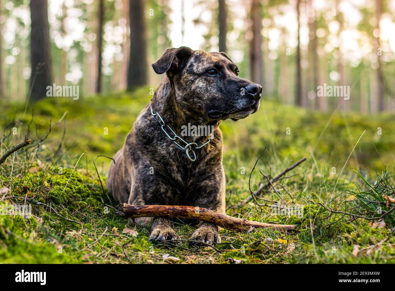 Pitbull in una foresta durante il gioco primaverile Foto Stock