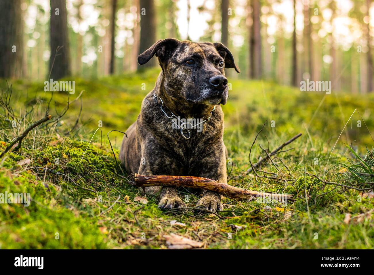 Pitbull in una foresta durante il gioco primaverile Foto Stock