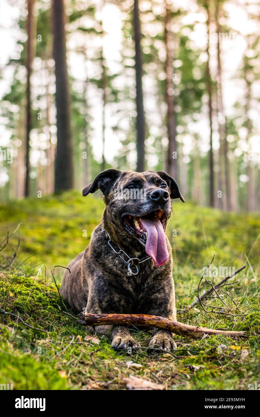 Pitbull in una foresta durante il gioco primaverile Foto Stock