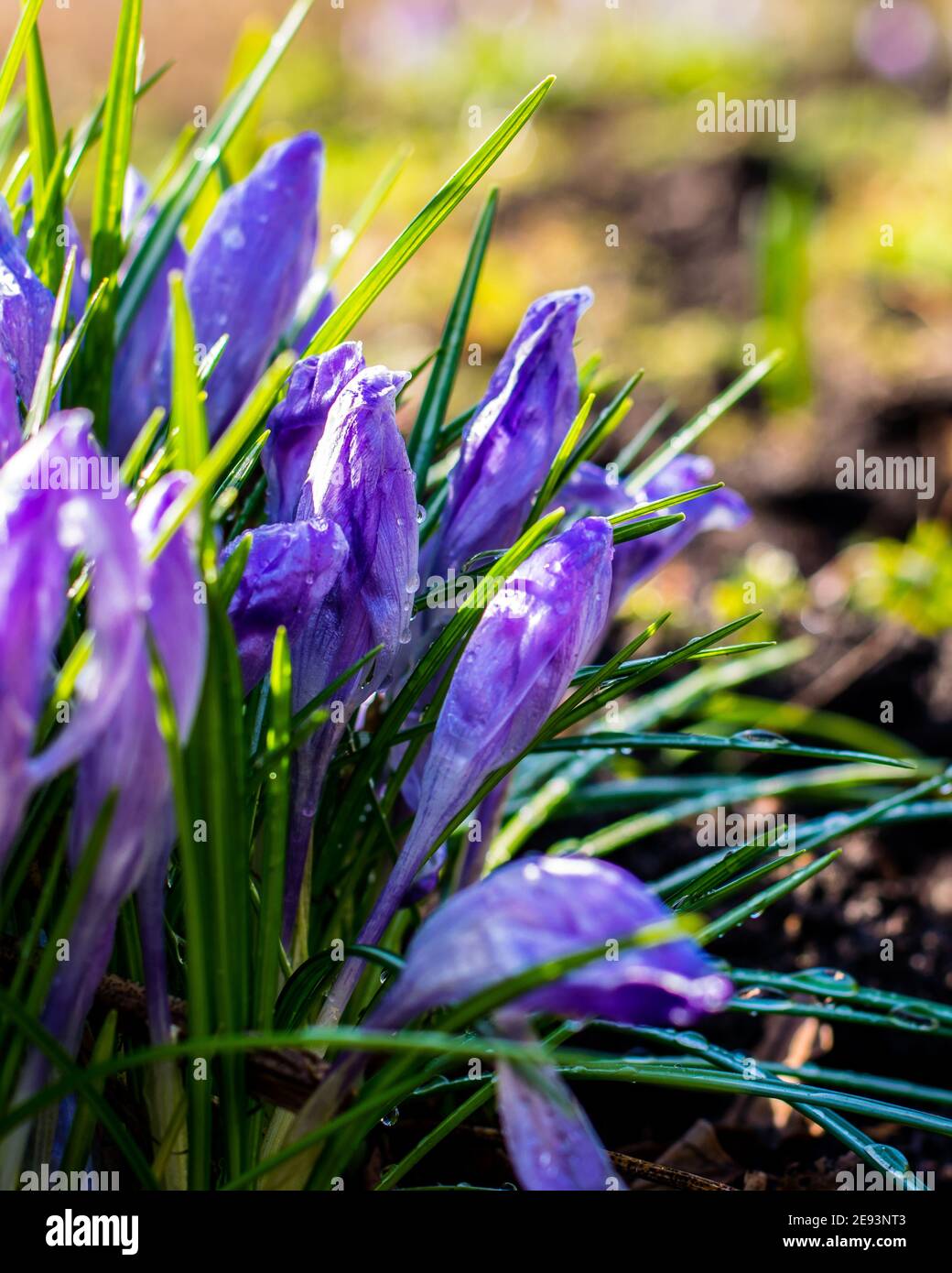 Croci violacei dopo mattina gelata ricoperti di gocce d'acqua Foto Stock