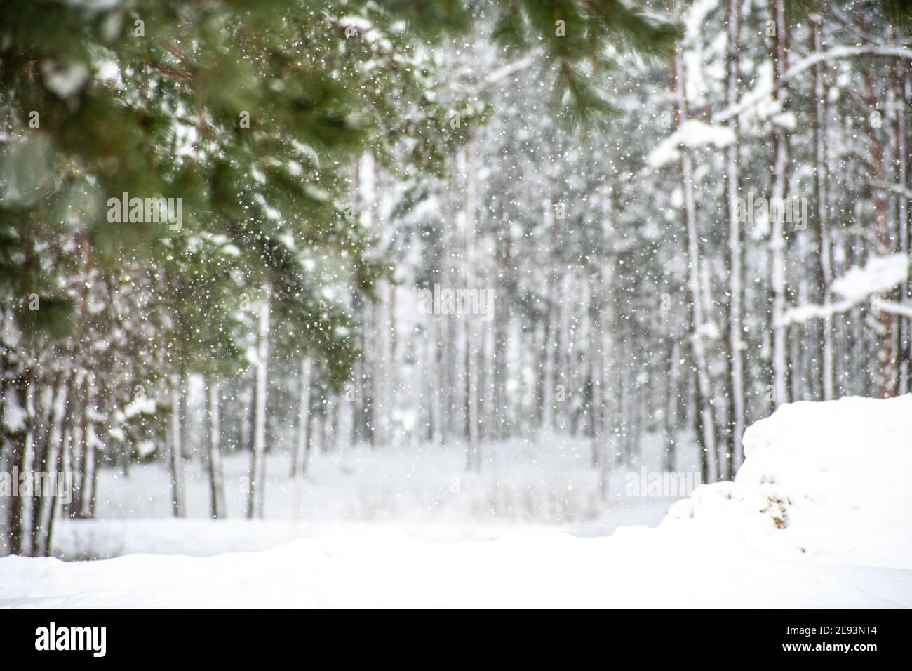 Meraviglioso paesaggio invernale bianco con rami di abeti coperti dalla neve durante la grande nevicata e la foresta sullo sfondo Foto Stock